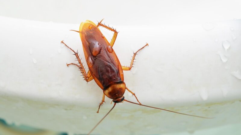 Why Do Roaches Like Bathrooms