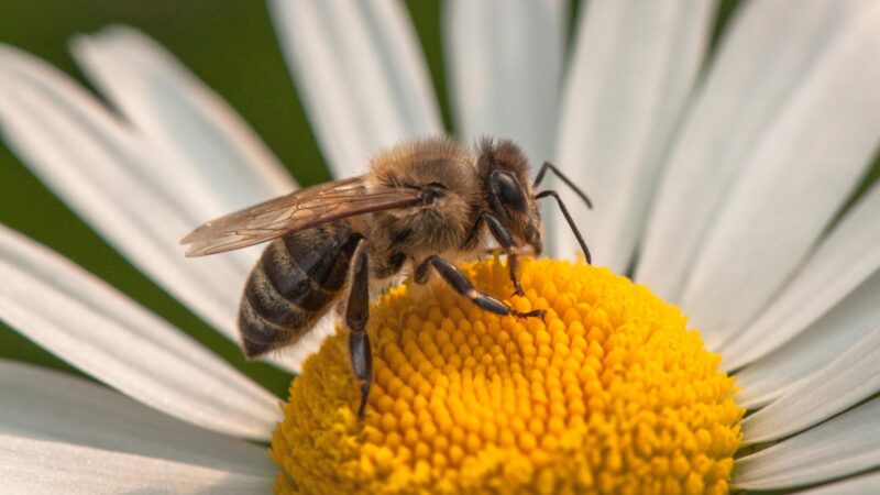 Why Should You Get Rid of Bees