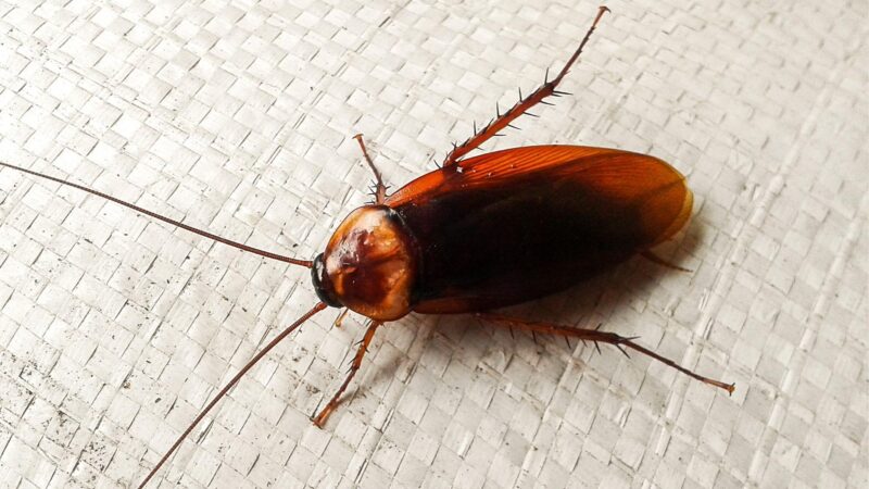 Will Roaches Keep Away When Lights Are Turned On