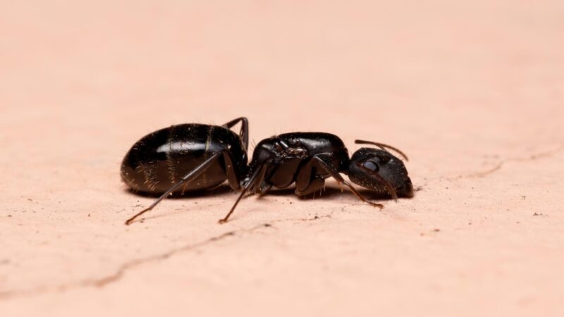 Are Carpenter Ants Dangerous to Humans