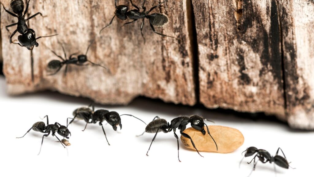 Are Carpenter Ants Good for Anything