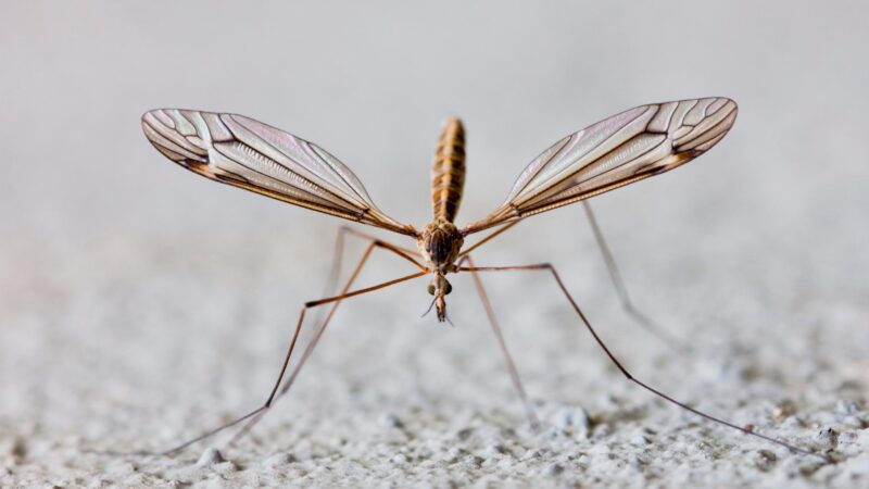 Are Crane Flies Same as Mosquito Hawks