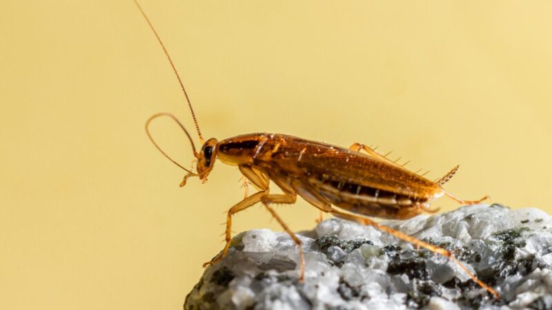 Are German Cockroaches Harmful