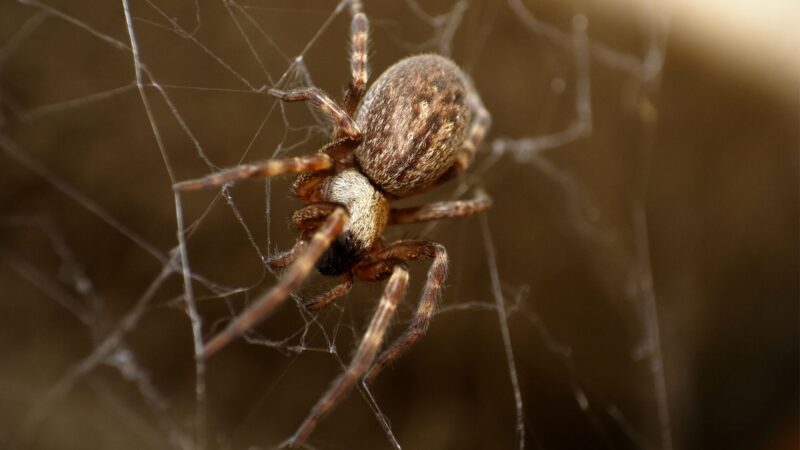 Are House Spiders Dangerous