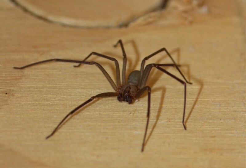 Are There Brown Recluse Spiders in Southern California