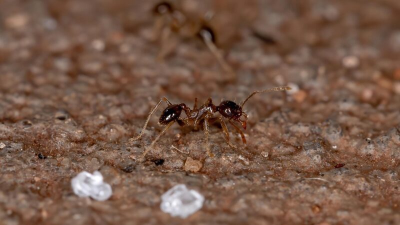 Bigheaded ant (Pheidole tepicana)