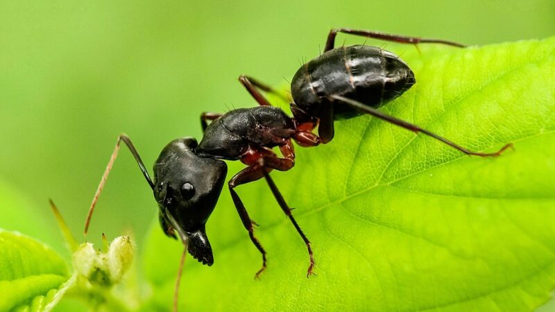 Black Carpenter ant (Camponotus pennsylvanicus)