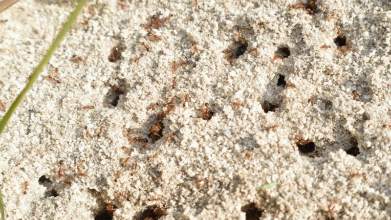 Can Bleach Destroy an Ant Bed in a Yard