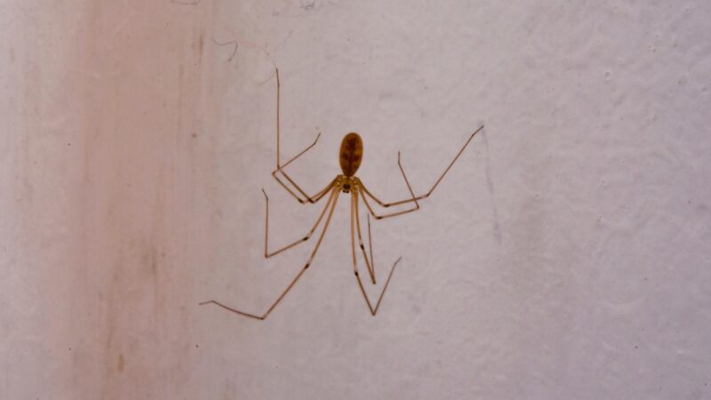 Cellar Spider