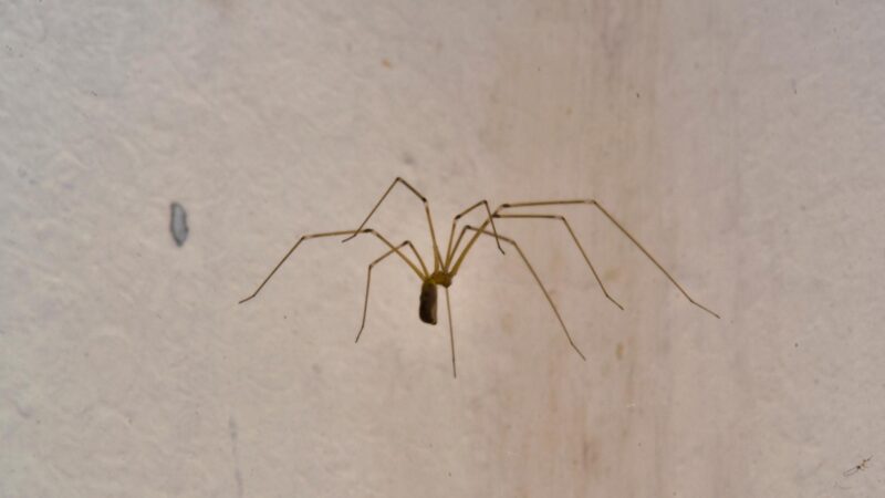 Cellar Spider - Identification