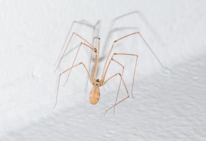 long bodied cellar spider bite humans
