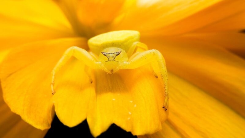 Crab Spiders - Identification