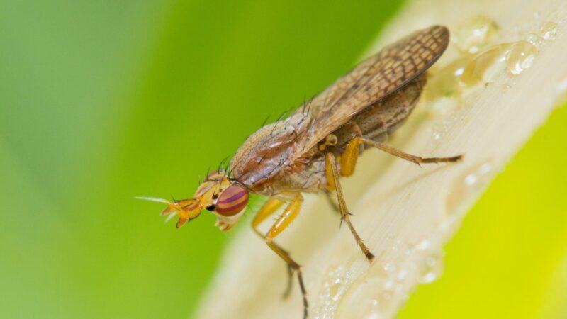 Deer Fly Identification