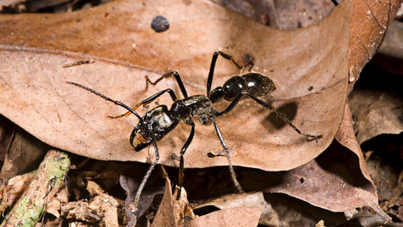 Dinoponera (Dinoponera australis)