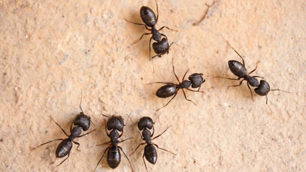 Do Carpenter Ants Go Away on Their Own