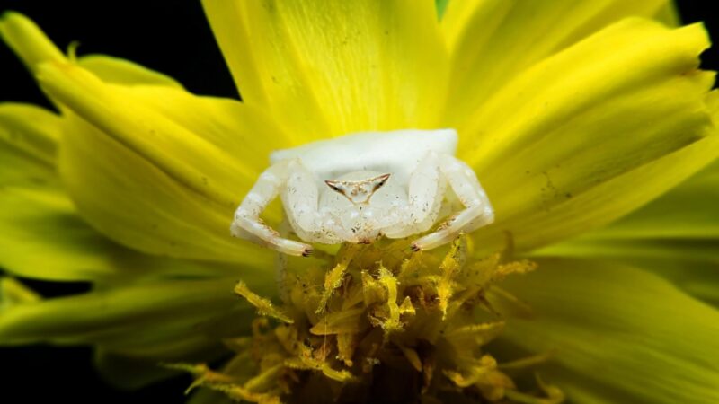 Do Crab Spiders Bite and Are They Poisonous