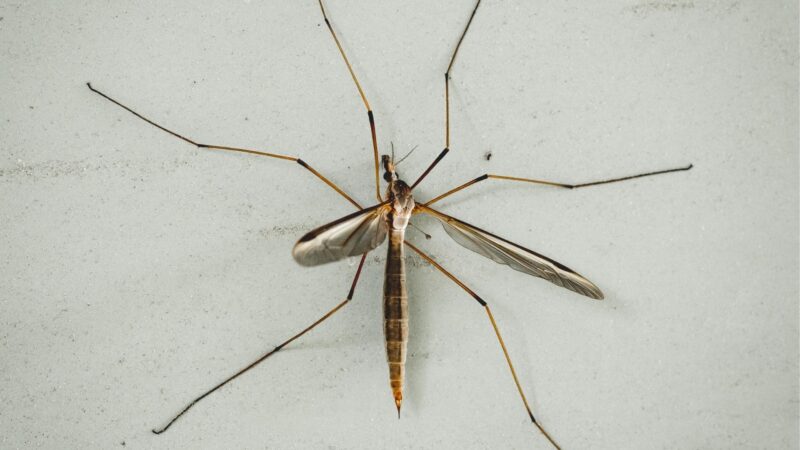 Do Mosquito Hawks Carry Disease