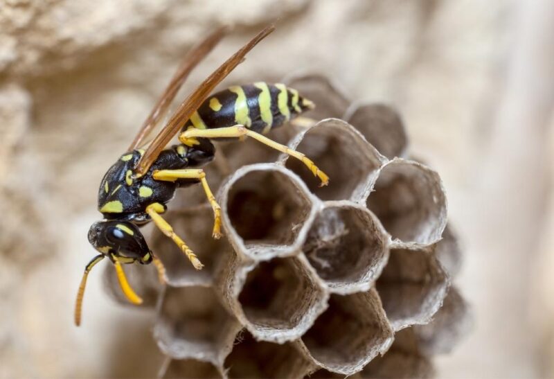 Does Killing the Queen Wasp Get Rid of the Nest