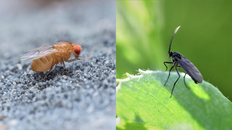 Fruit Flies and Gnats’ Habitat.