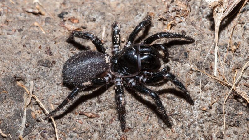 Funnel-Web or Grass Spider