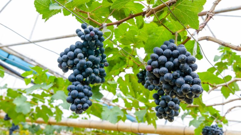 Grape Fruit Trap