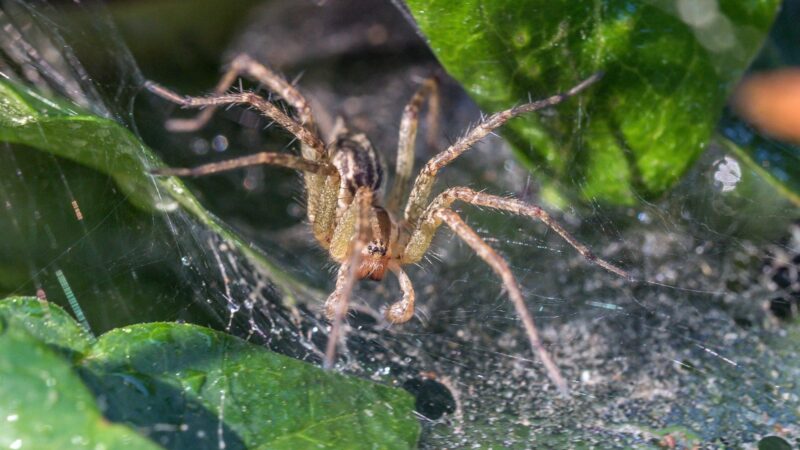 Grass Spiders