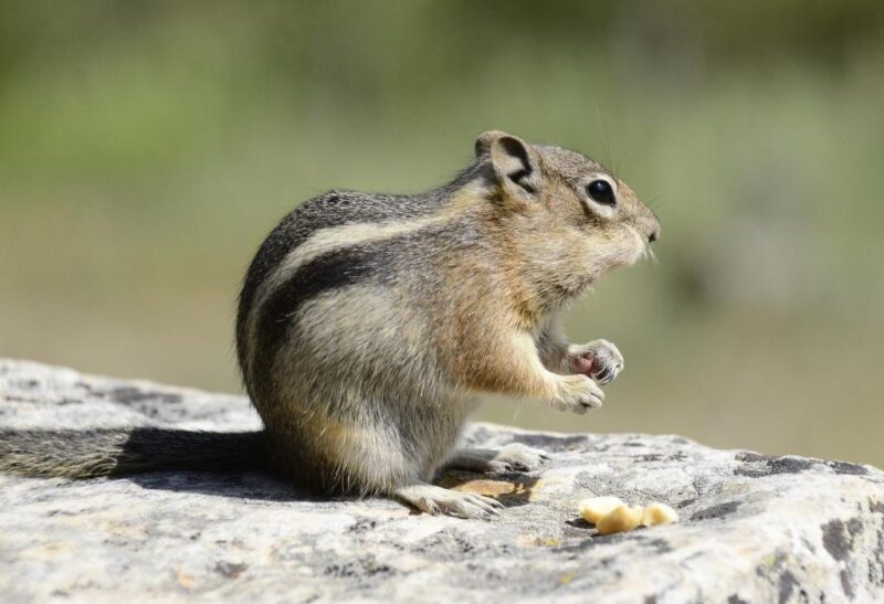 Homemade Chipmunk Trap