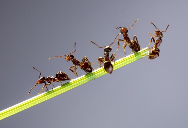 How Many Ants Are There in the World