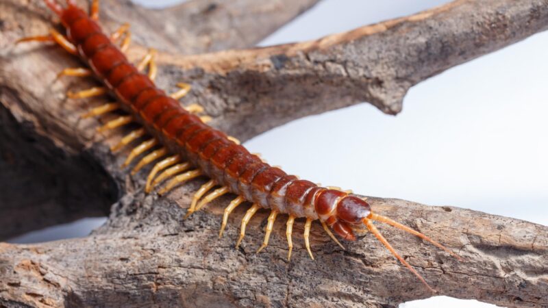 How Many Centipedes Is an Infestation