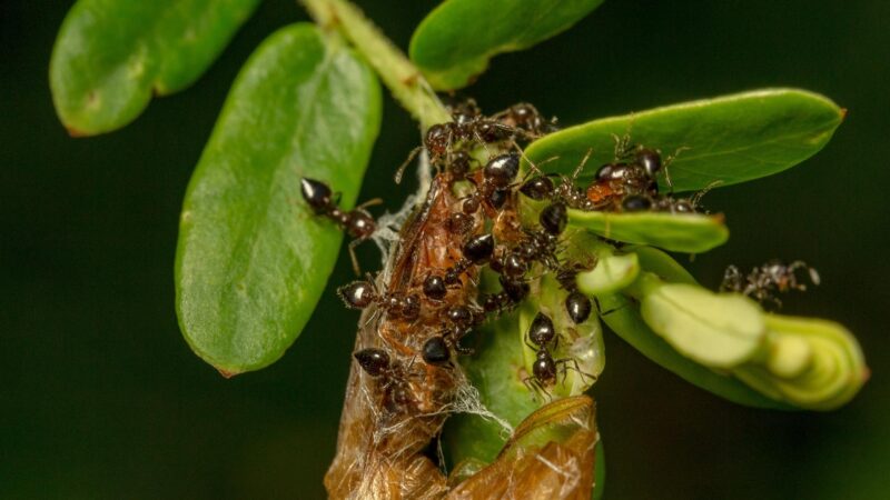 How Many Species of Ants Are There in the World