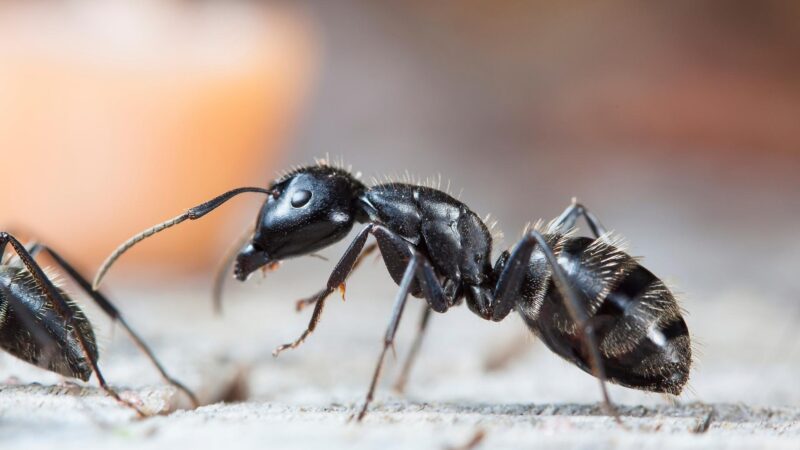 How Much Do All the Ants in the World Weigh