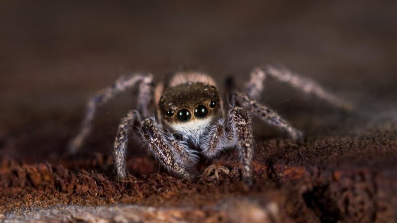 Jumping Spiders