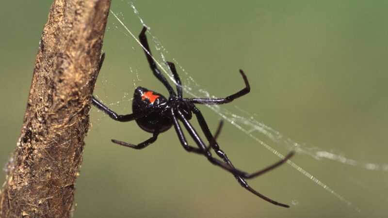 Life Cycle Stages of a Spider