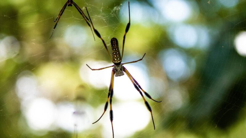 Orb Weavers