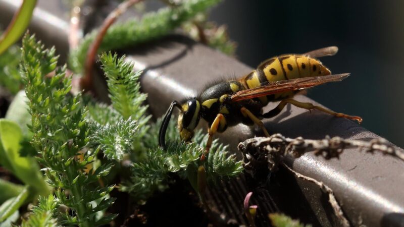 Queen Wasp Identification