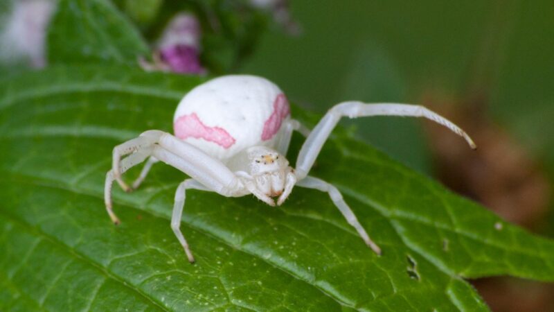 Symptoms of Crab Spiders Bite