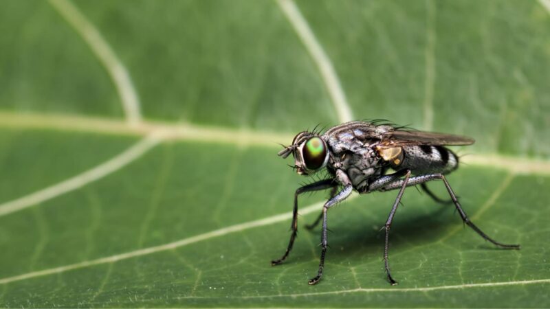 The Life Cycle of Gnats and Fruit Flies