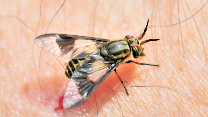 What Are Deer Flies Attracted To