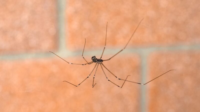 What Are the Complications of a Cellar Spider Bite