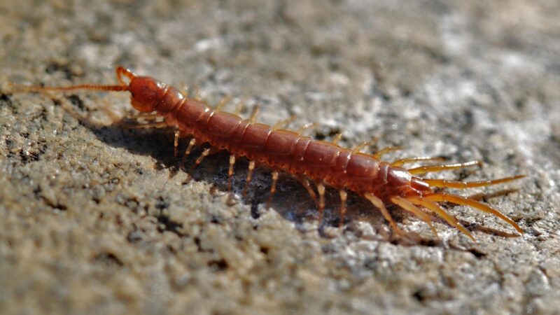 What Attracts Centipedes to Your House