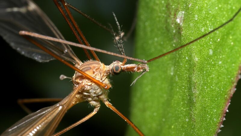 What Attracts Mosquito Hawk