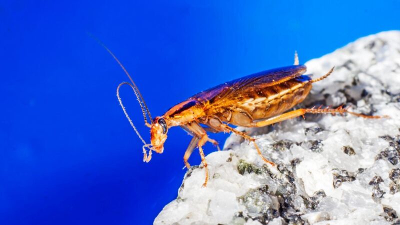 What Causes German Roach Infestation