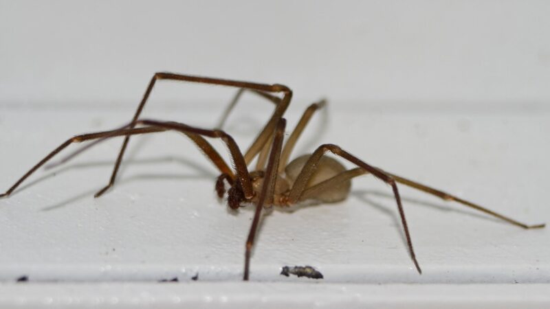 What Do Brown Recluse Spiders Look Like