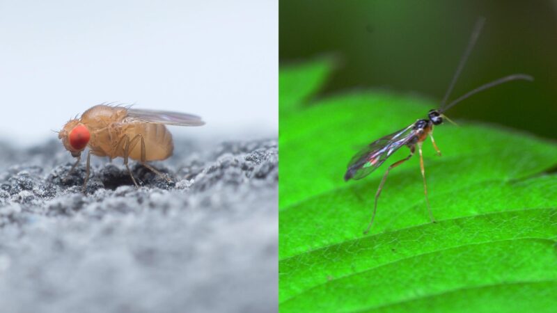What Do Gnats and Fruit Flies Look Like.