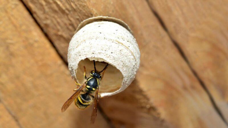 What Do You Do if You Find a Queen Wasp