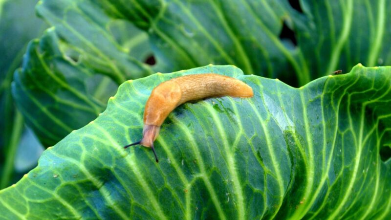 What Does Slug Damage Look Like