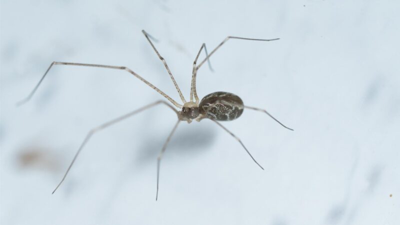 What Happens if a Cellar Spider Bites You