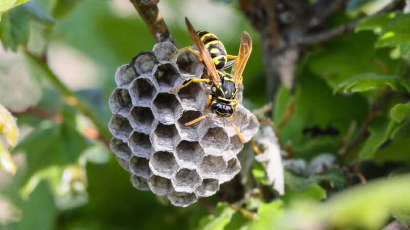 What Happens to a Wasp Nest When the Queen Is Killed