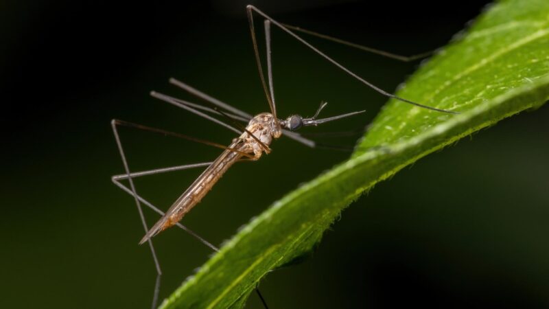 What Is a Mosquito Hawk