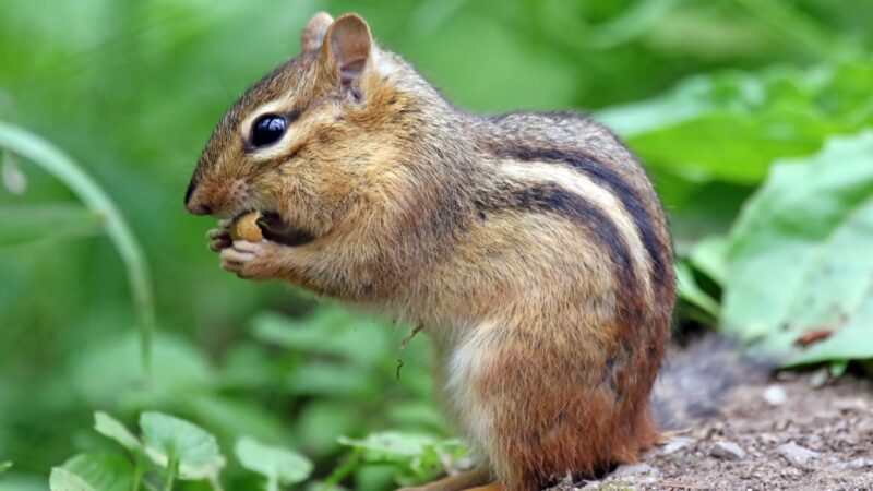 What Is the Best Way to Trap a Chipmunk